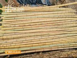 Bán cây tre khô trang trí
