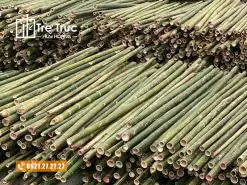 Địa chỉ bán cây luồng giá rẻ tại TPHCM