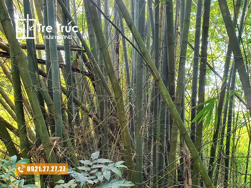 Tre Luồng đủ tuổi khai thác