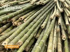 Tre Luồng Thanh Hóa