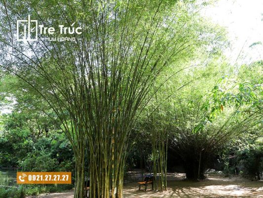 Các loại tre trúc quan trọng bậc nhất tại Việt Nam hiện nay