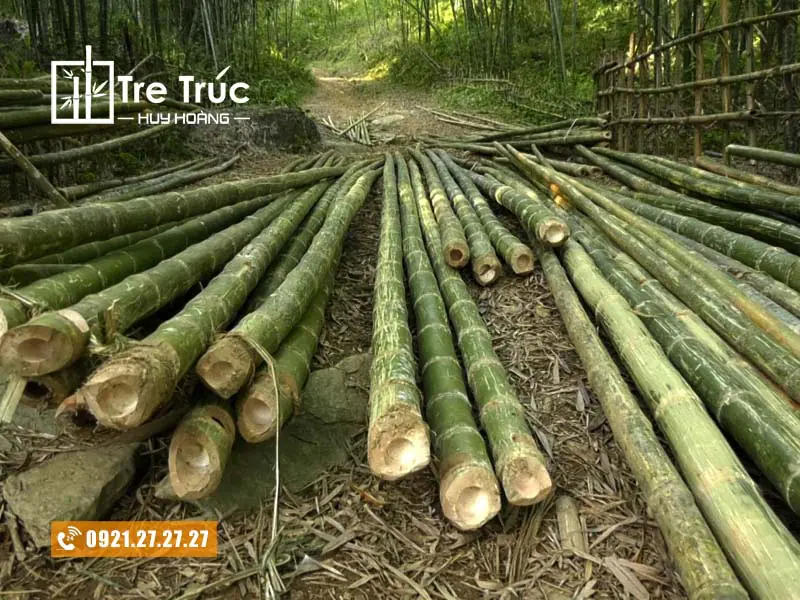 Cây luồng Thanh Hóa