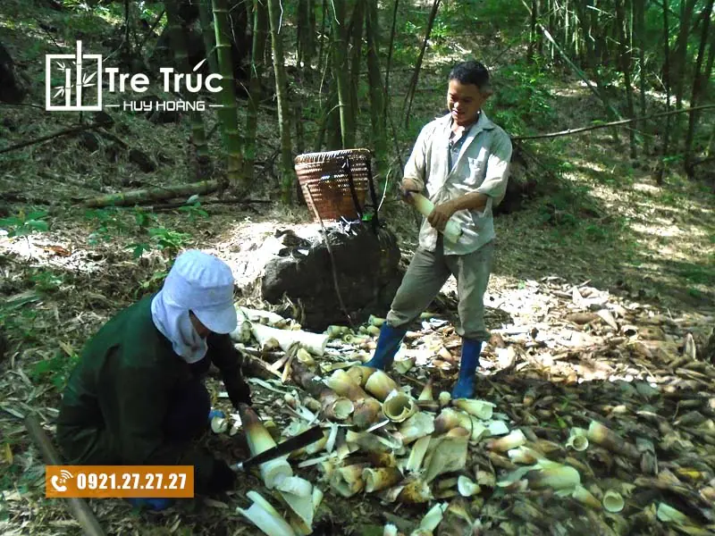 Khai thác măng Luồng