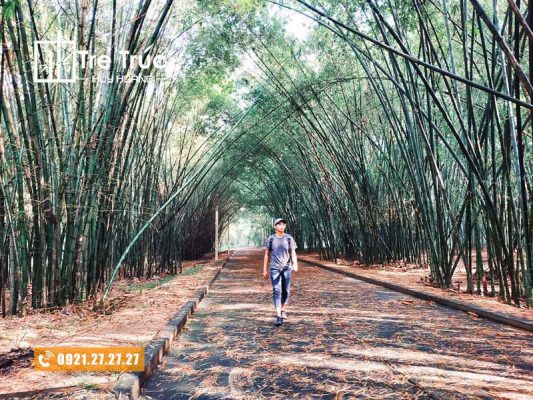Cây tre | Thuyết mình về cây tre Việt Nam chi tiết - Tre Trúc Huy Hoàng