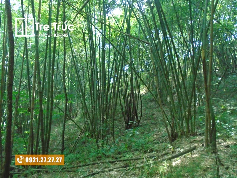 Kỹ thuật trồng và chăm sóc cây Luồng