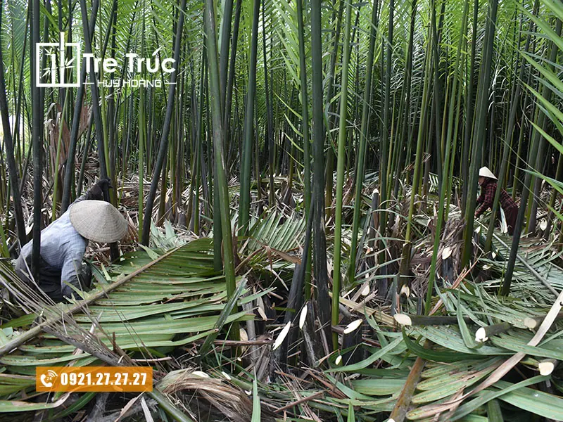 Lá dừa nước lợp nhà