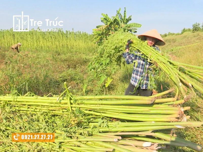 Cây đay lấy sợi