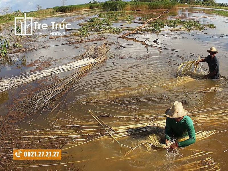 Ngâm nước vào tách vỏ đây