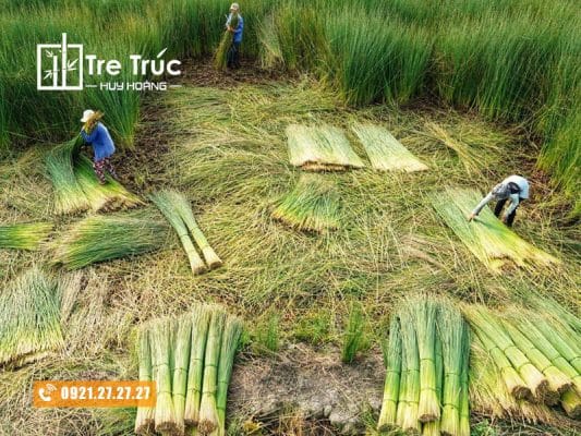 Cây cói (cây lác)