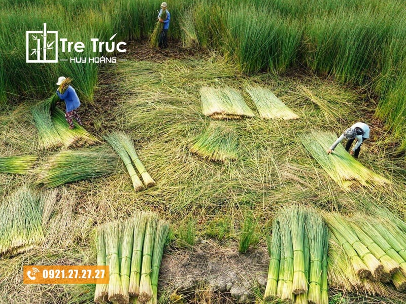 Cây cói (cây lác)