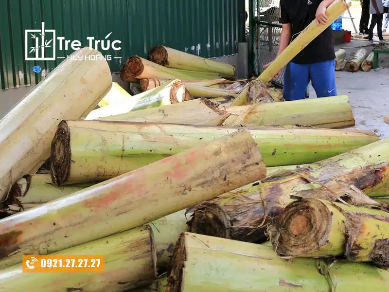 Thu hoạch thân cây chuối