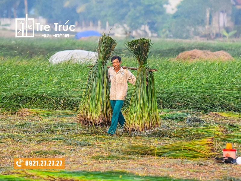Cói mang lại giá trị kinh tế cho người trồng