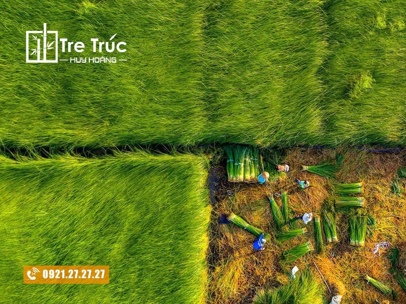 Trồng và chăm sóc cây cói